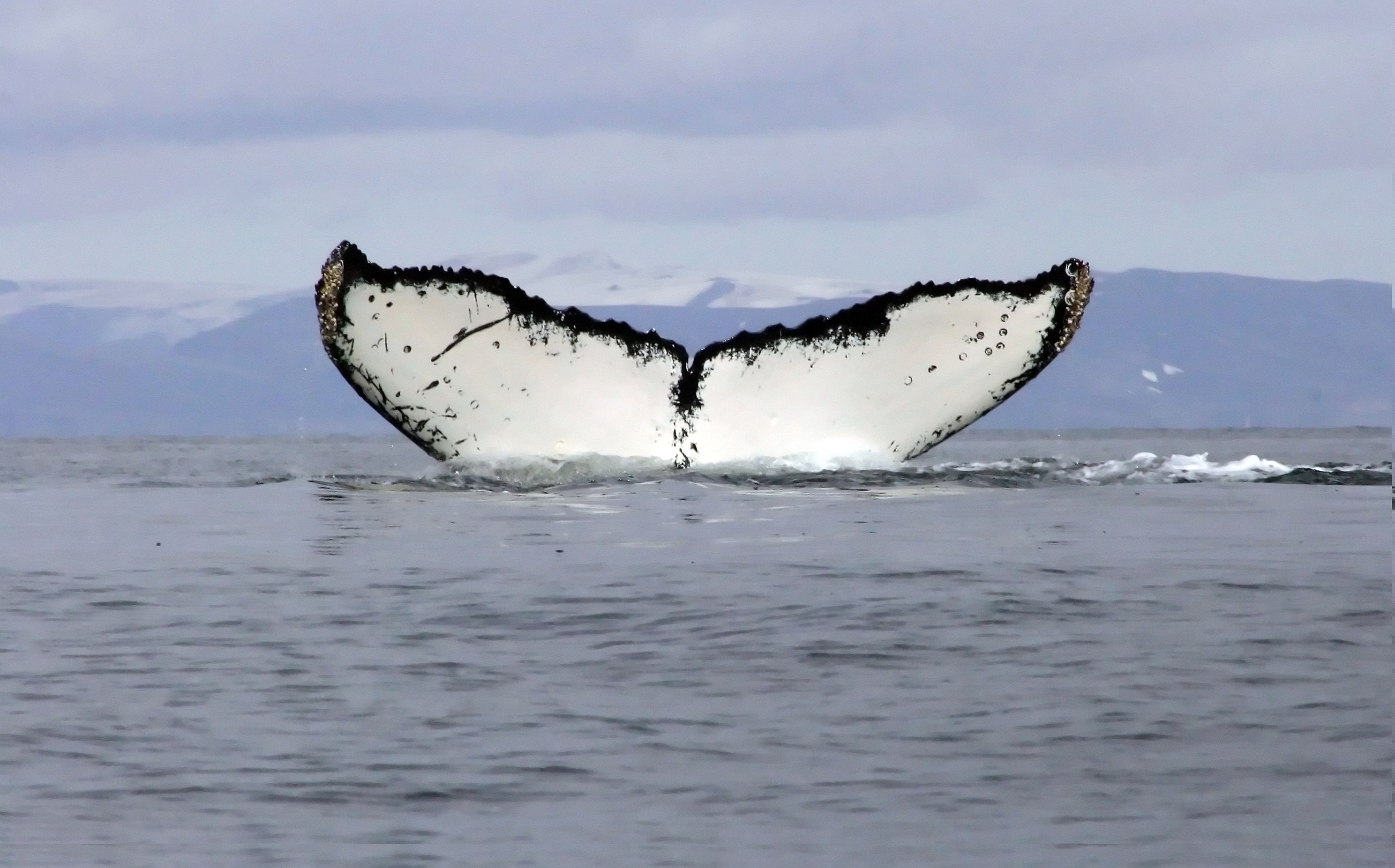 Whale, Antarctica