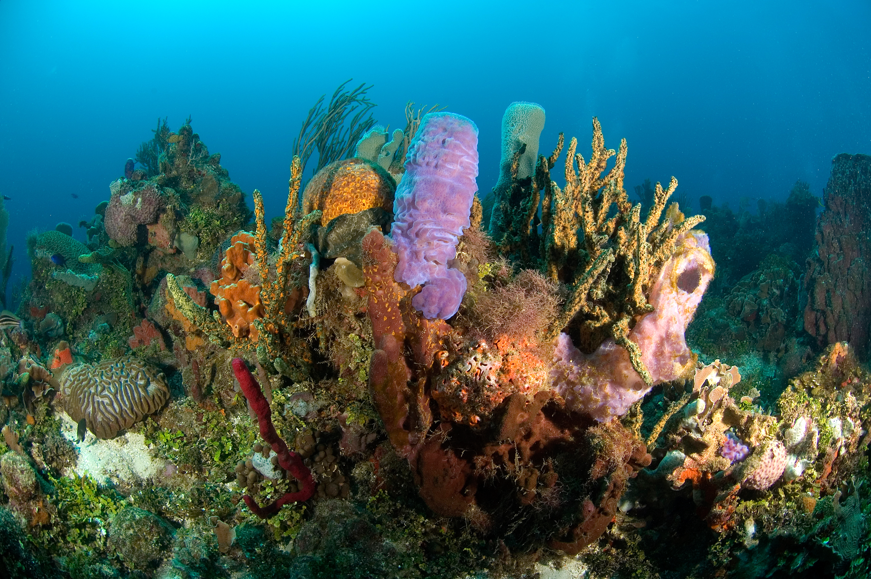 Snorkel in Honduras's coral reefs