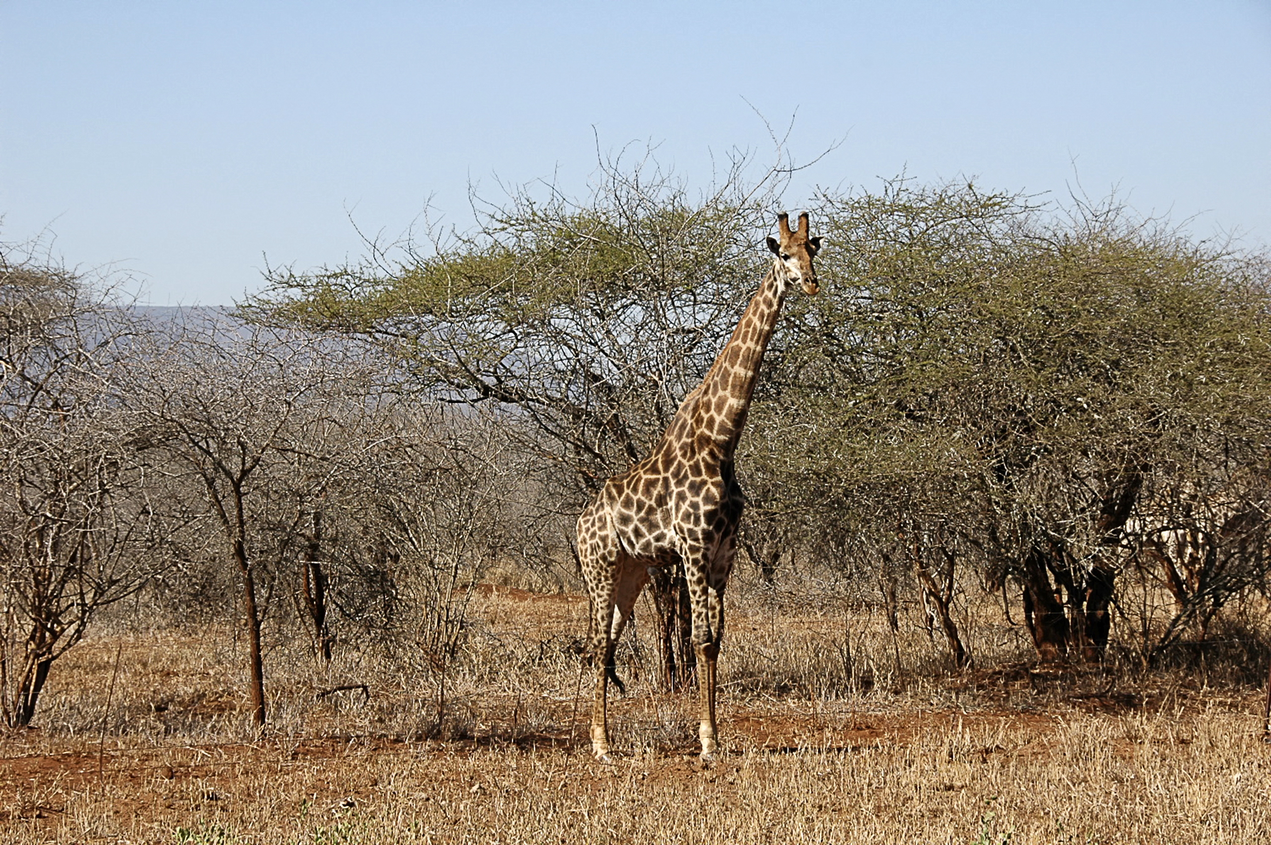 Giraffe in Swaziland's savannah