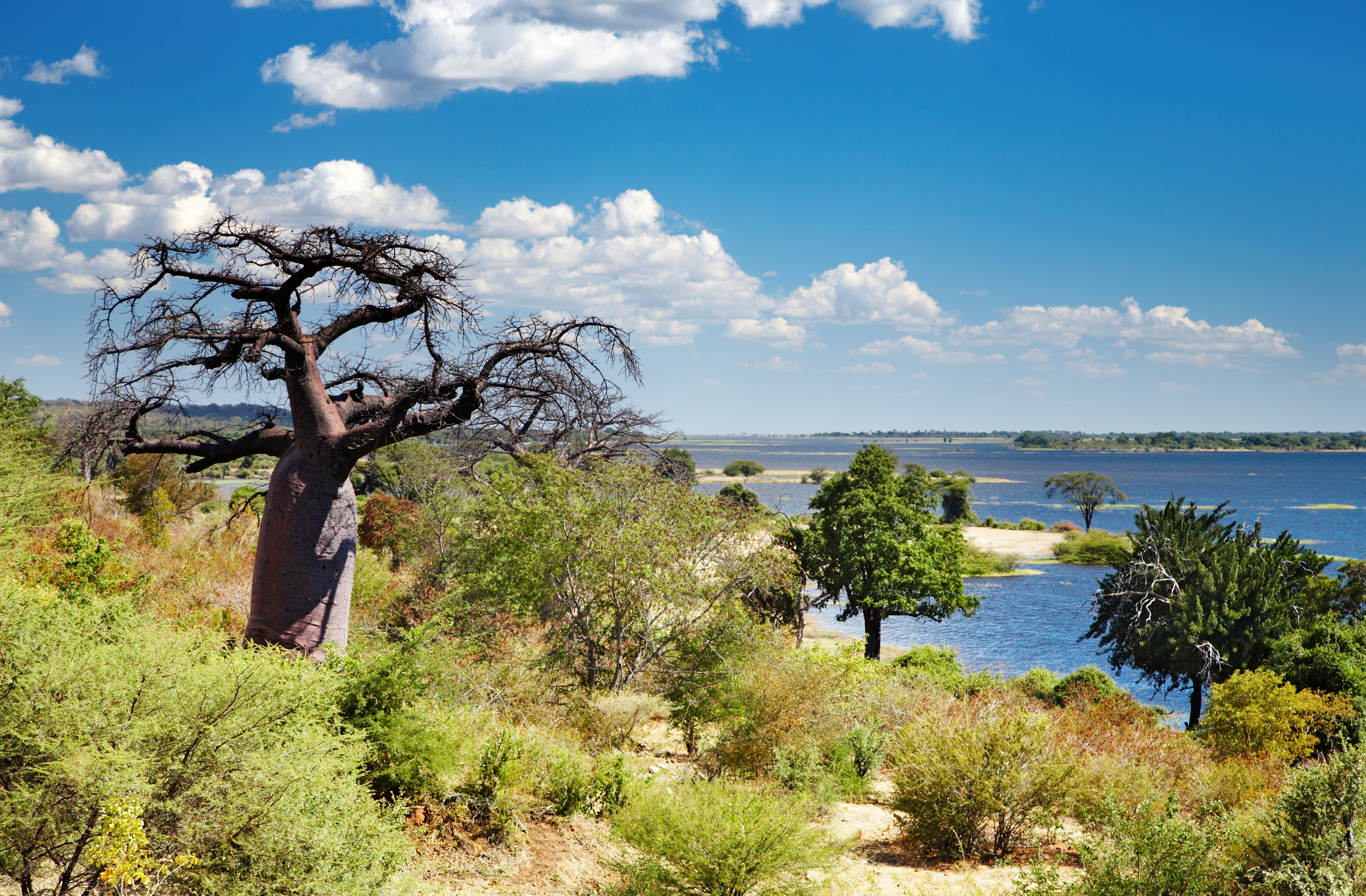 Baobab tree, Chobe River, Botswana