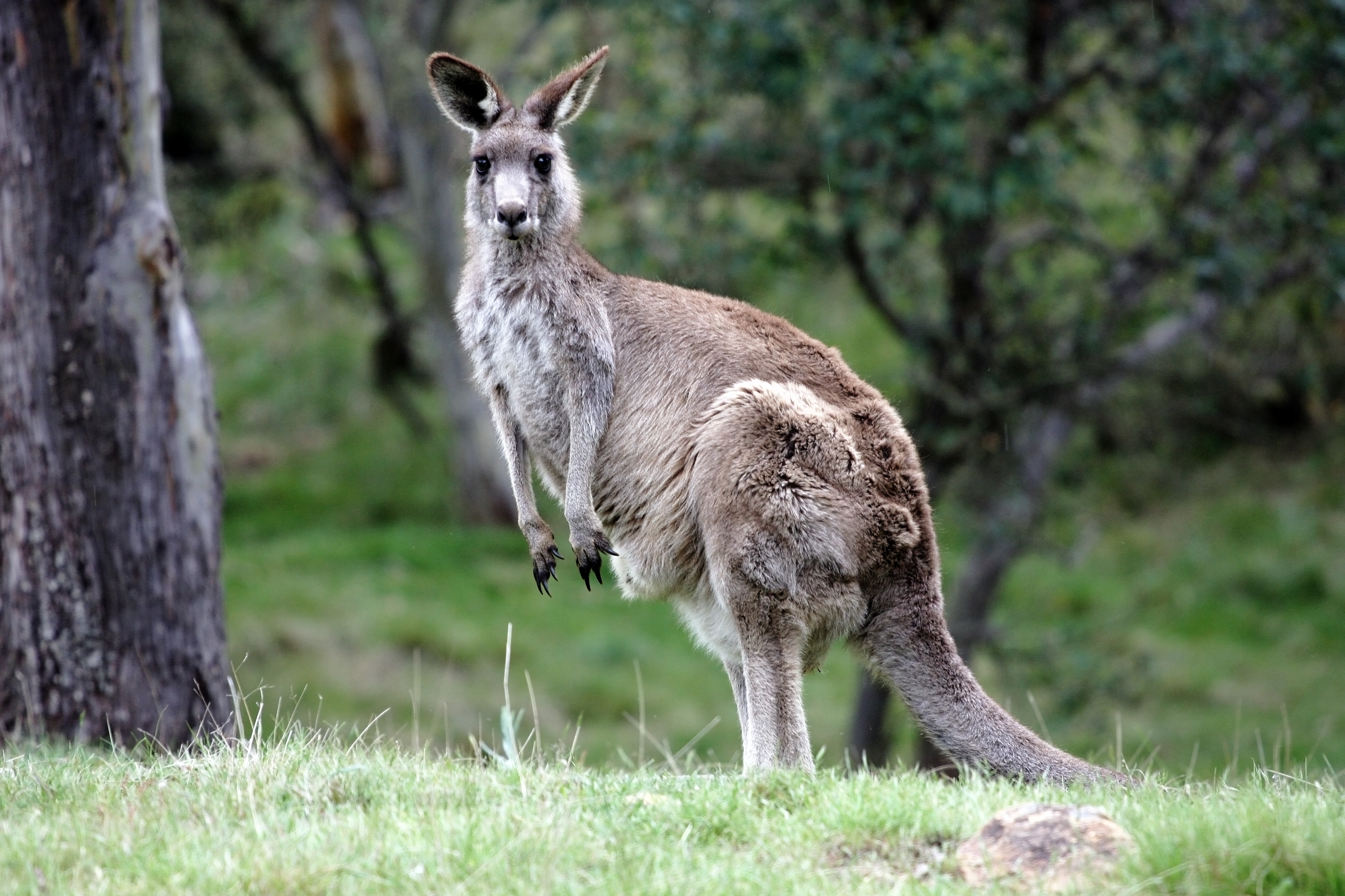 Grey kangaroo, Australian Capital Territory