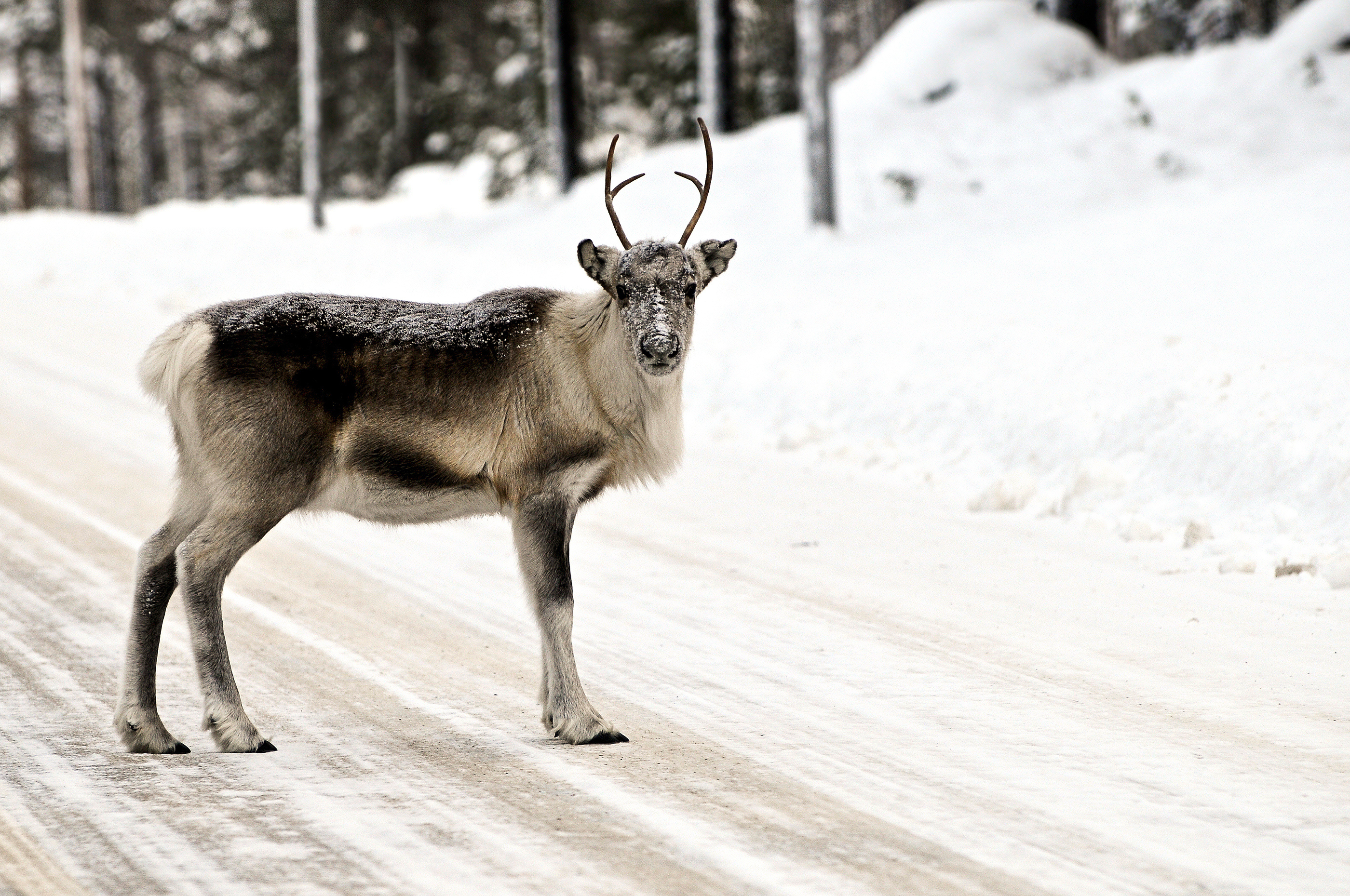Reindeer, Swedish Lapland