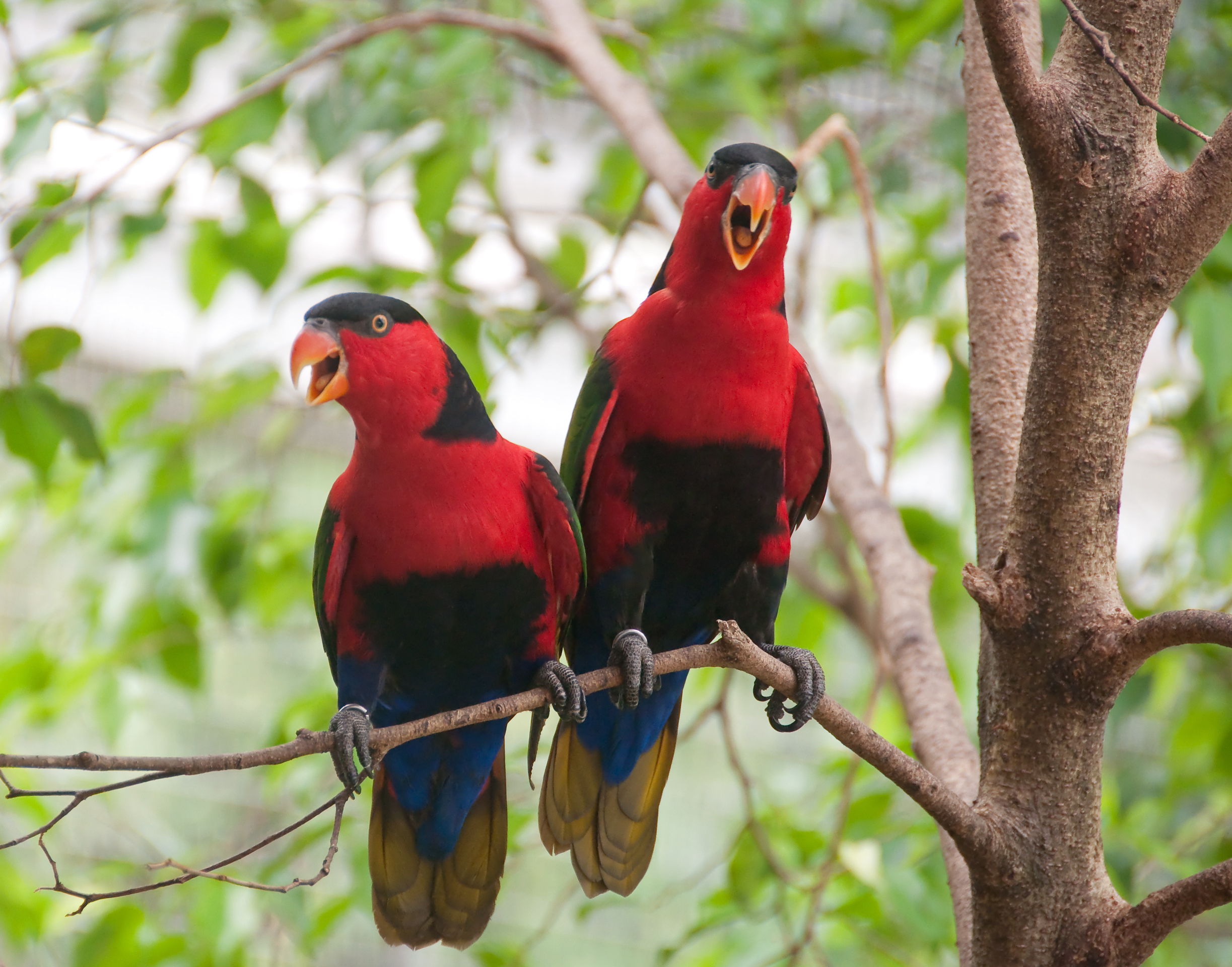 Birdlife in Equatorial Guinea