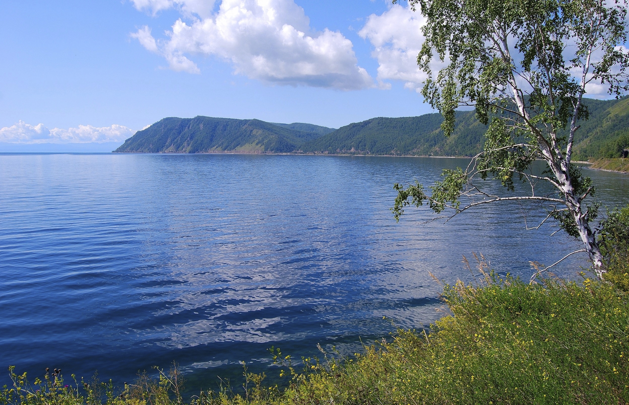 Береза озера Байкал