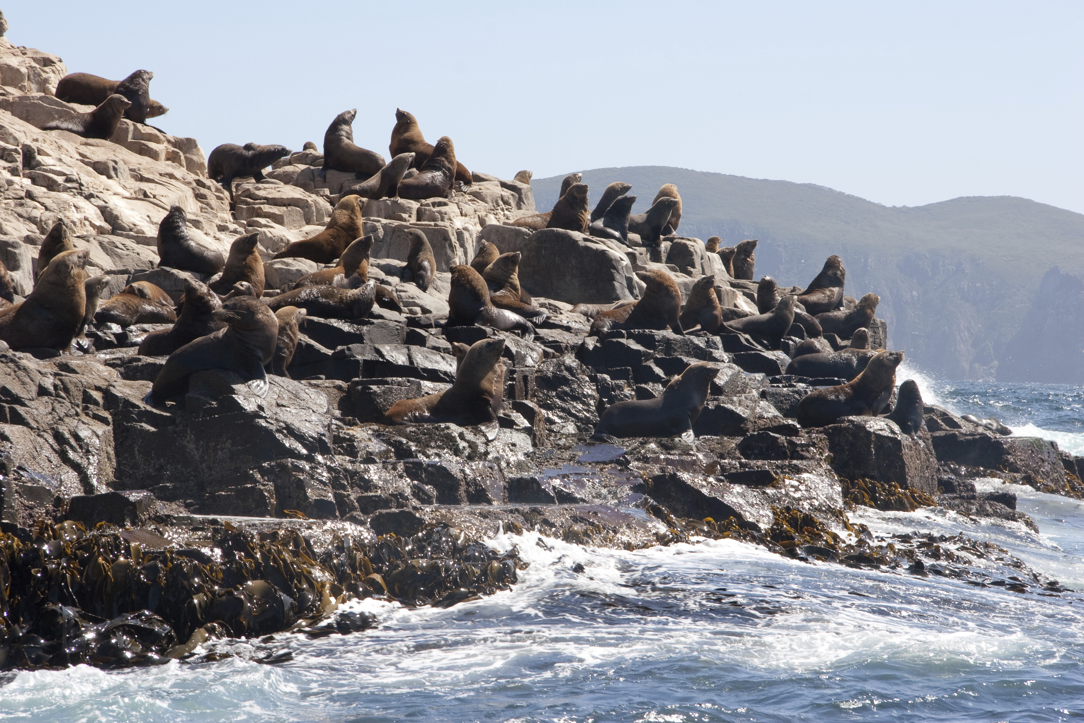 Seals at South Bruny National Park, Tasmania