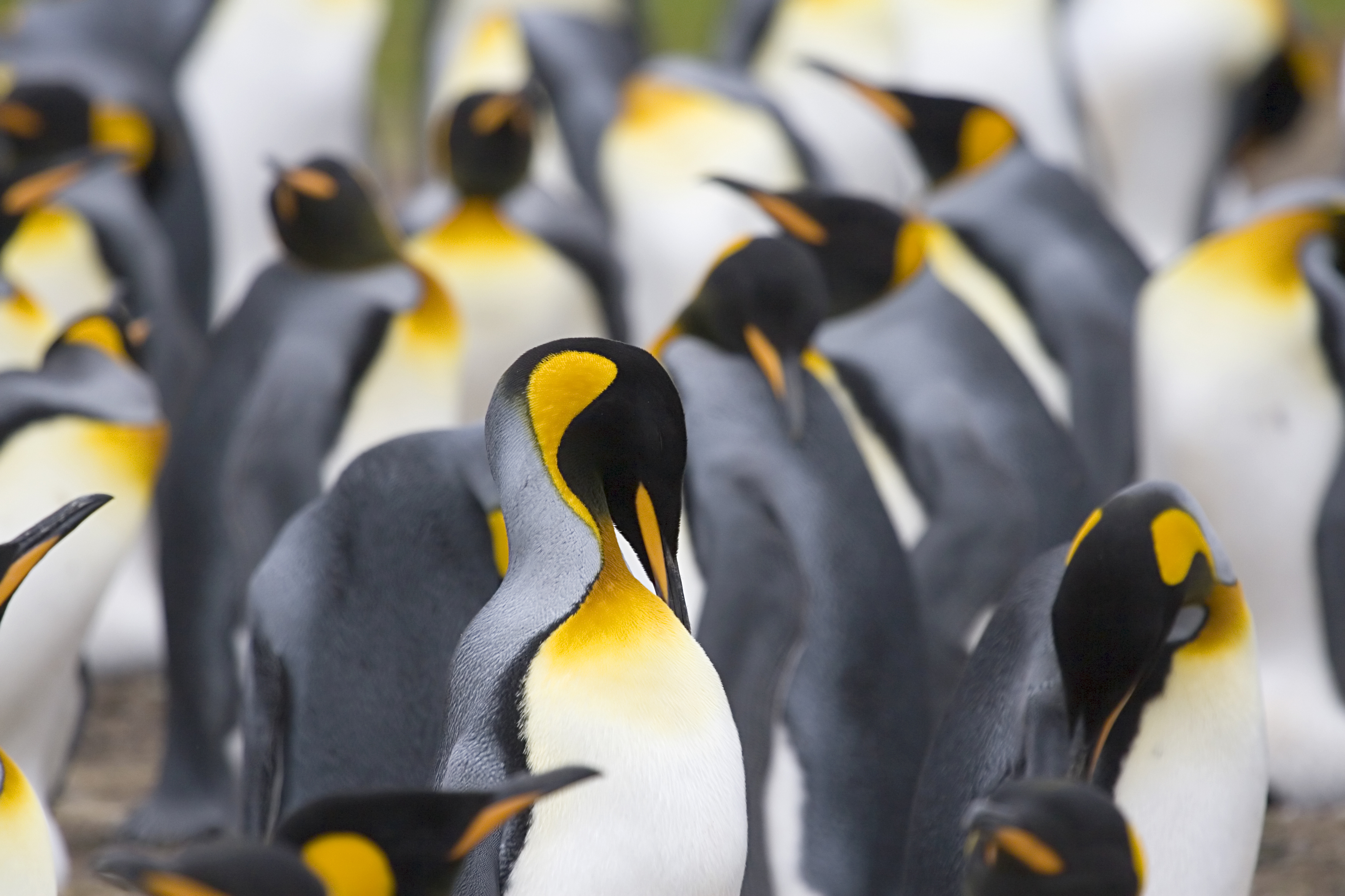 South Georgia has four penguin species