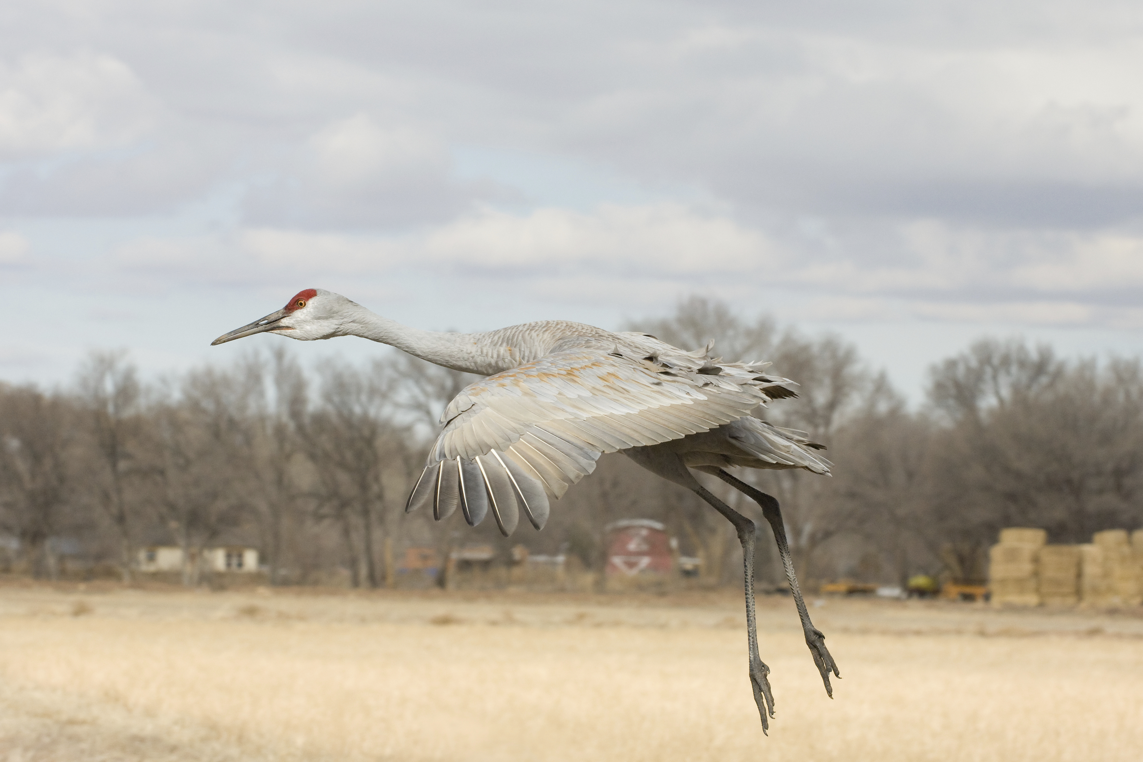 Lone sandhill crane in flight, New Mexico