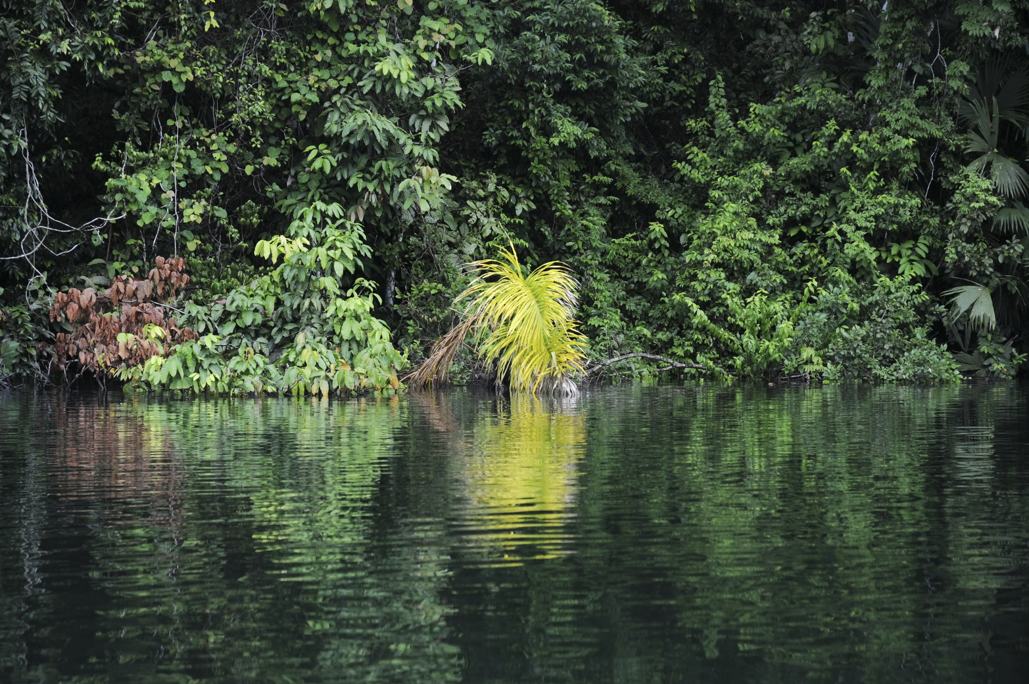 Panama rainforest