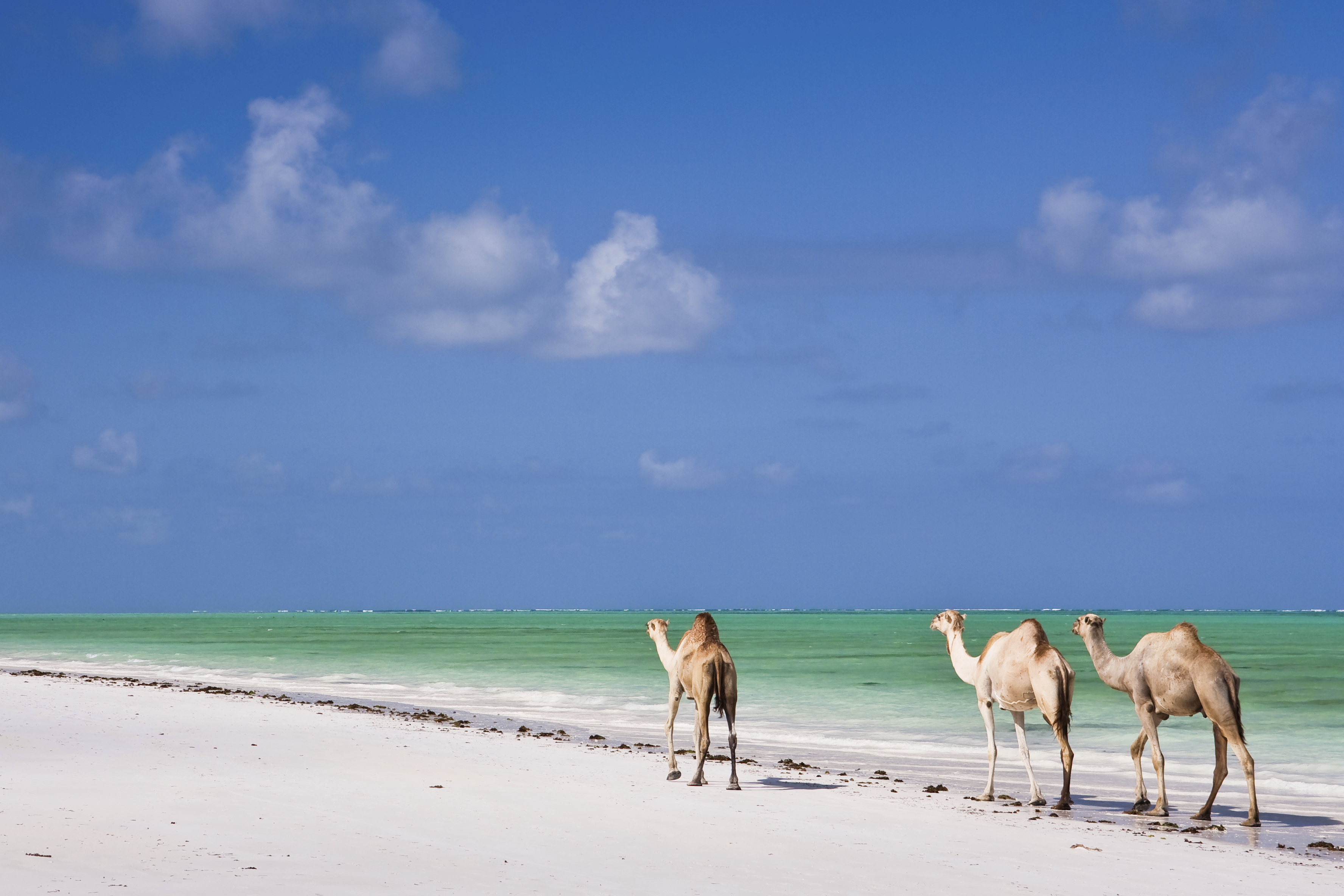 Camels on Paradise Beach, Tanzania