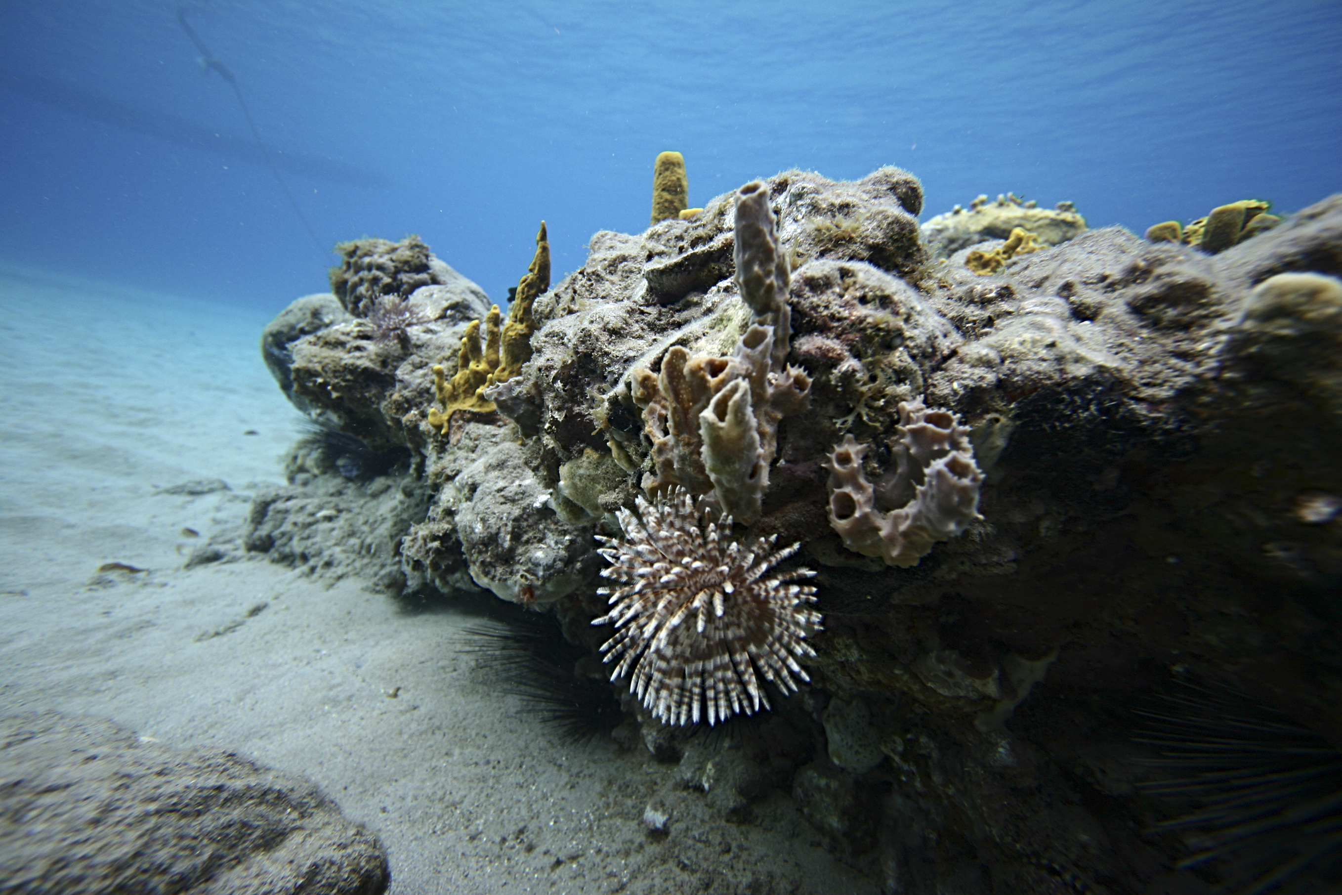 Martinique's reefs attract divers