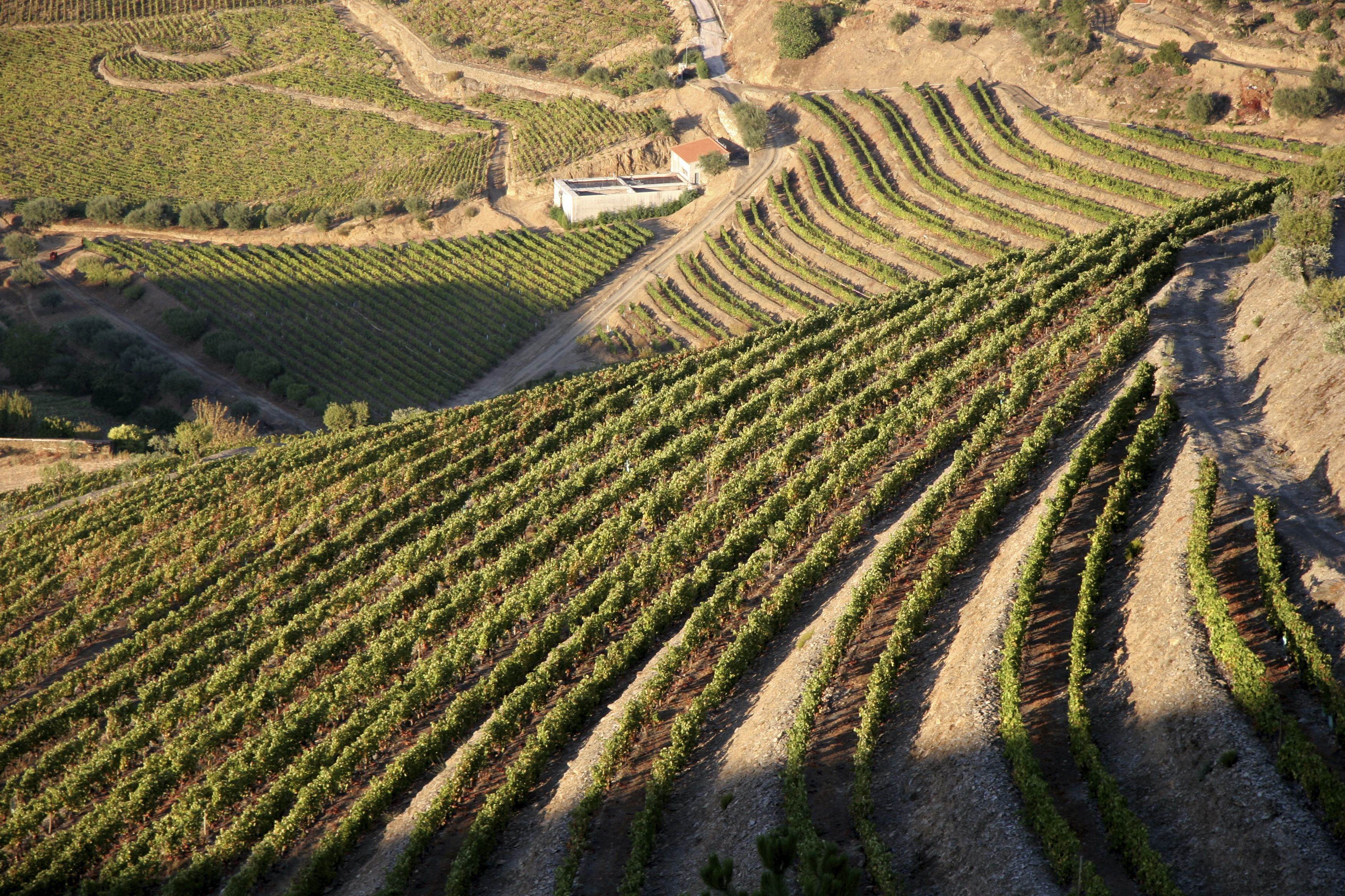 Portugal's Douro Valley is renowned for its vineyards