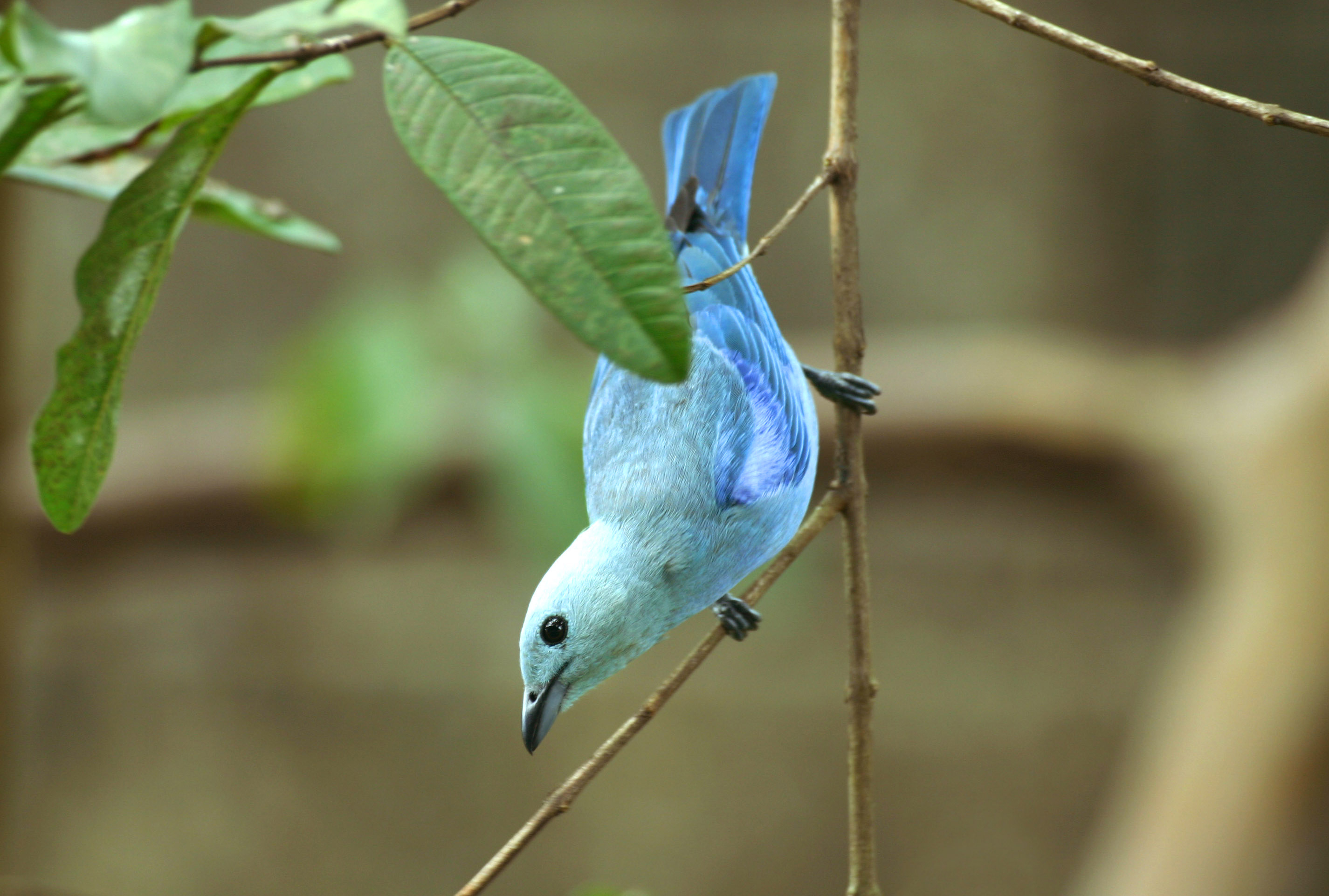 Blue Grey Tanger, Trinidad and Tobago