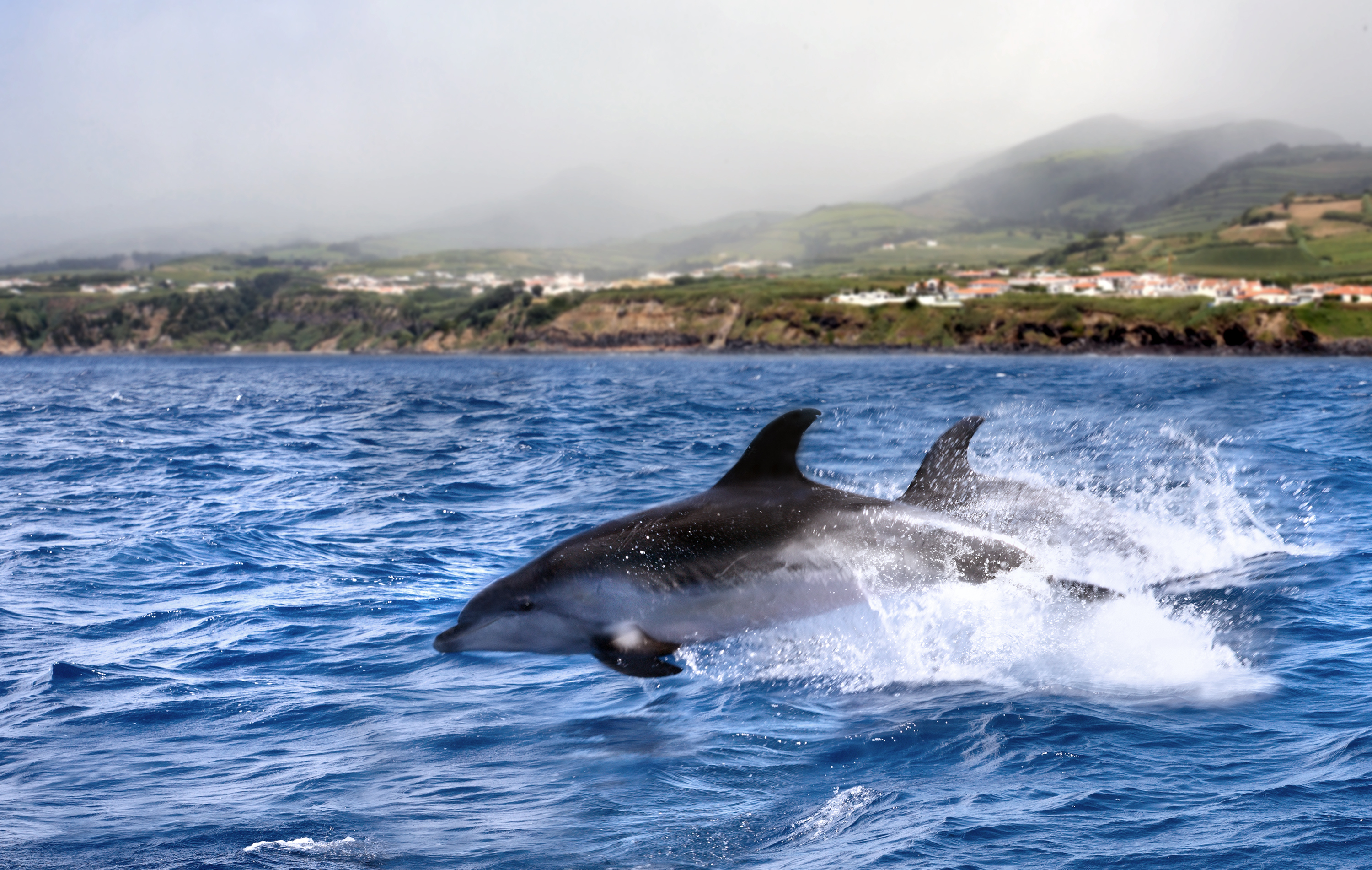 Dolphin spotting, Azores