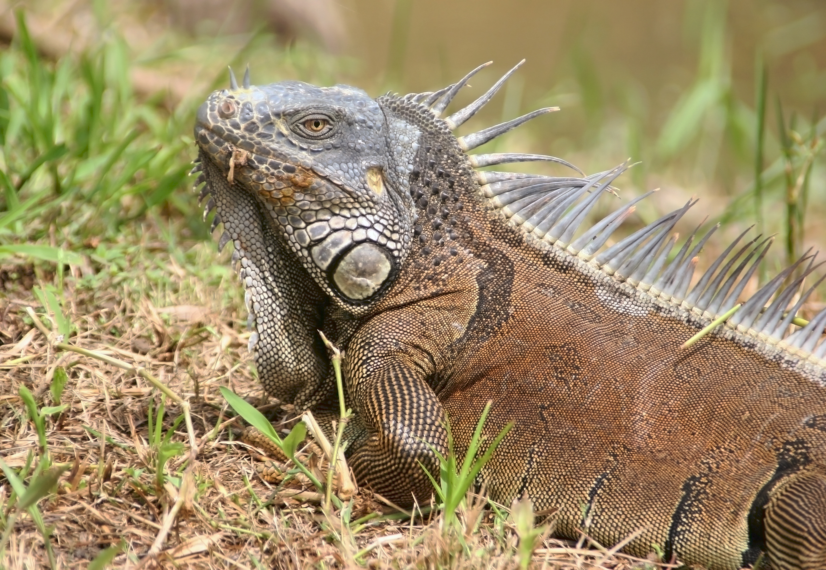 Iguana, Belize