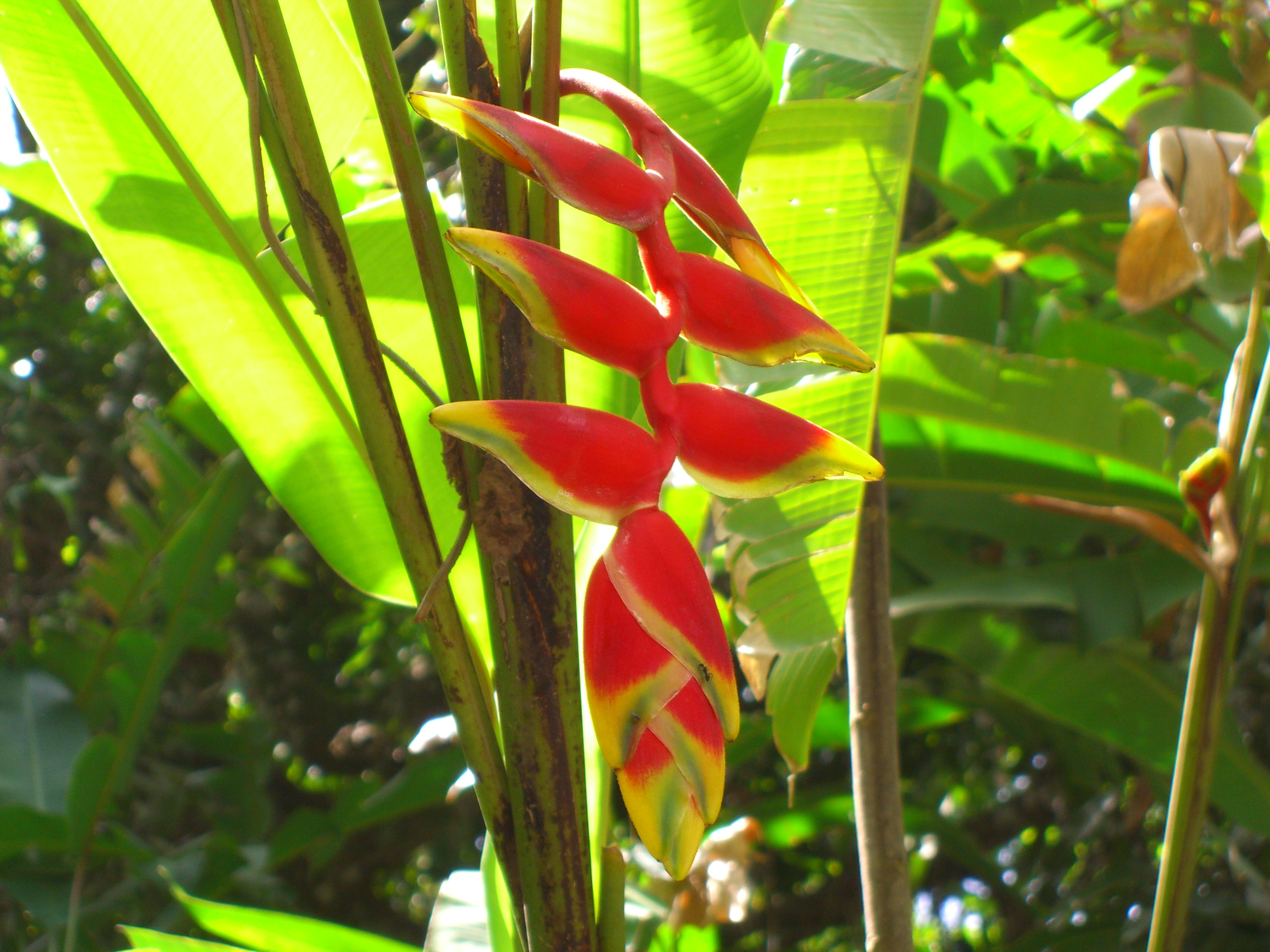 Colourful flora, St Lucia