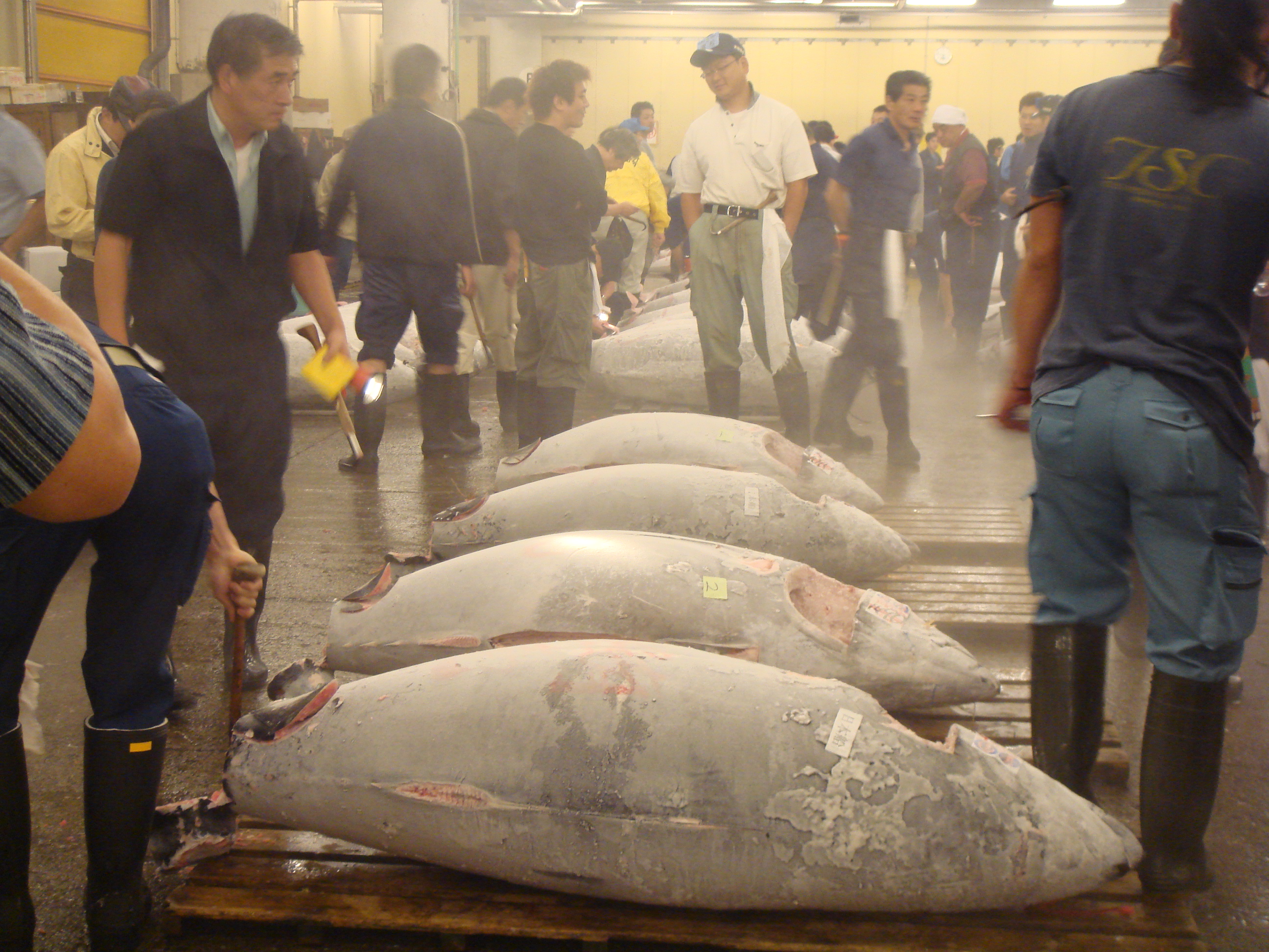 Tuna sale at the Tsukiji Fish Market in Tokyo, Japan