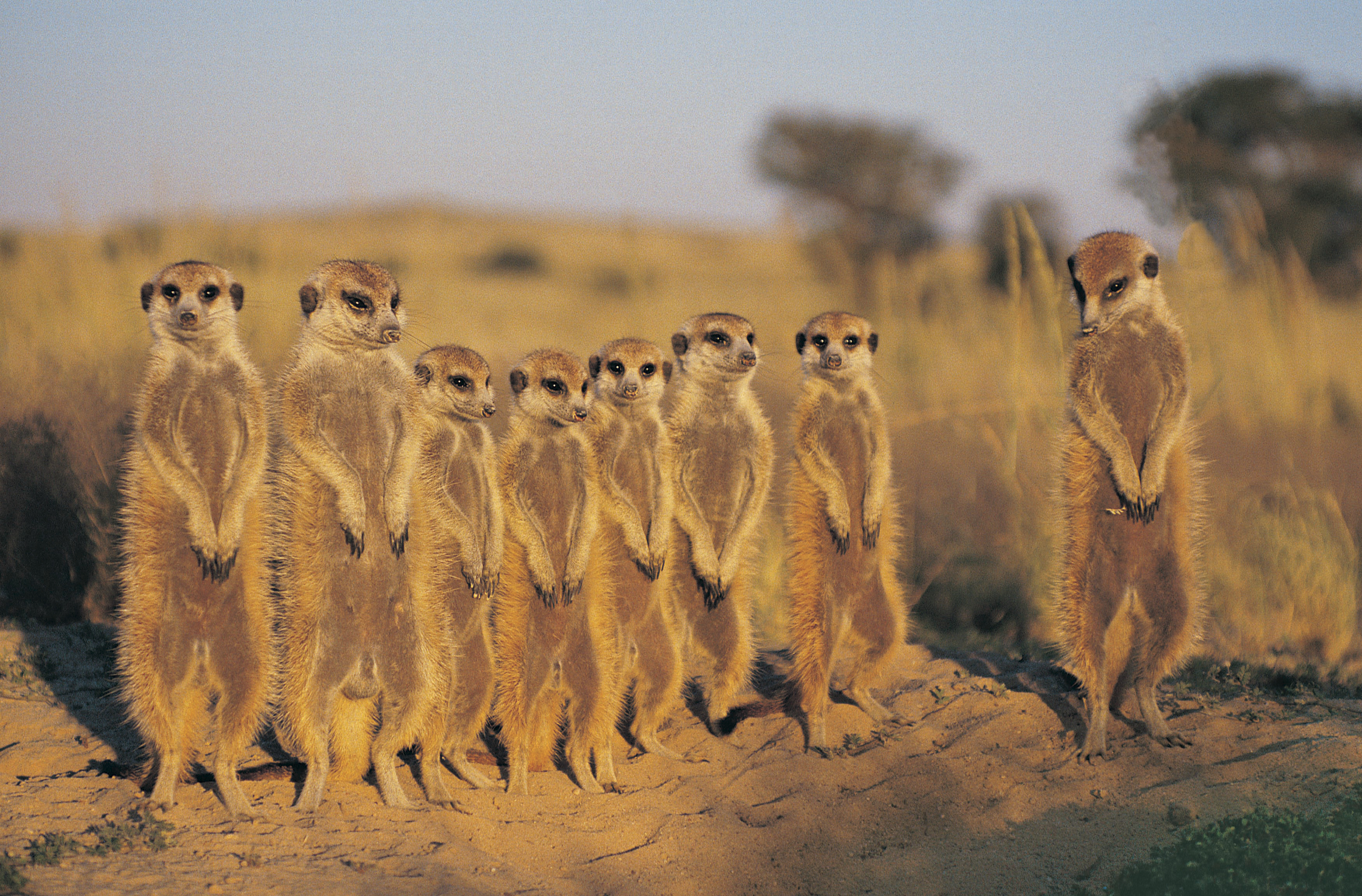 Meerkats in the Kalahari Desert, Botswana