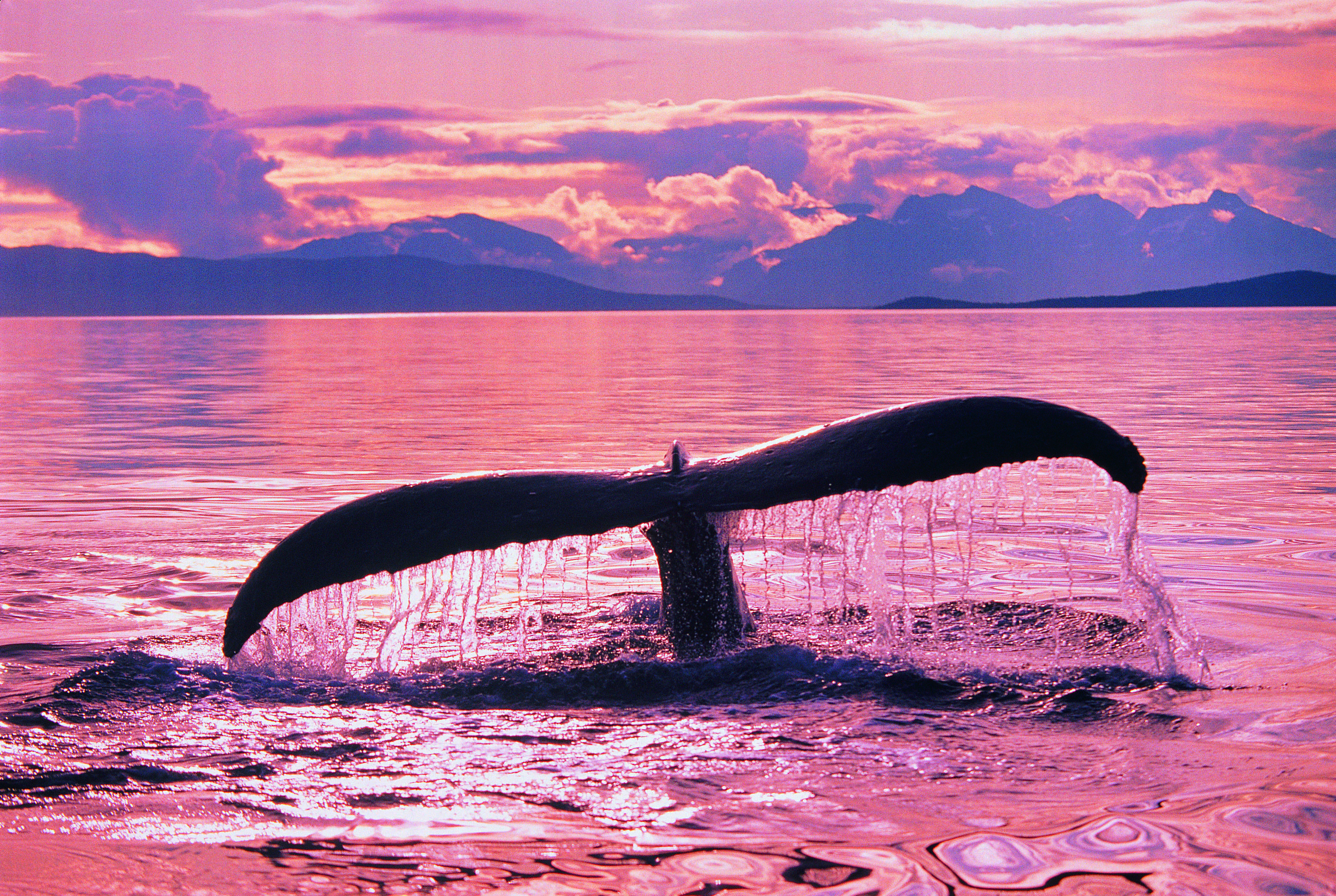 Whale in Alaska, an unspoilt wilderness