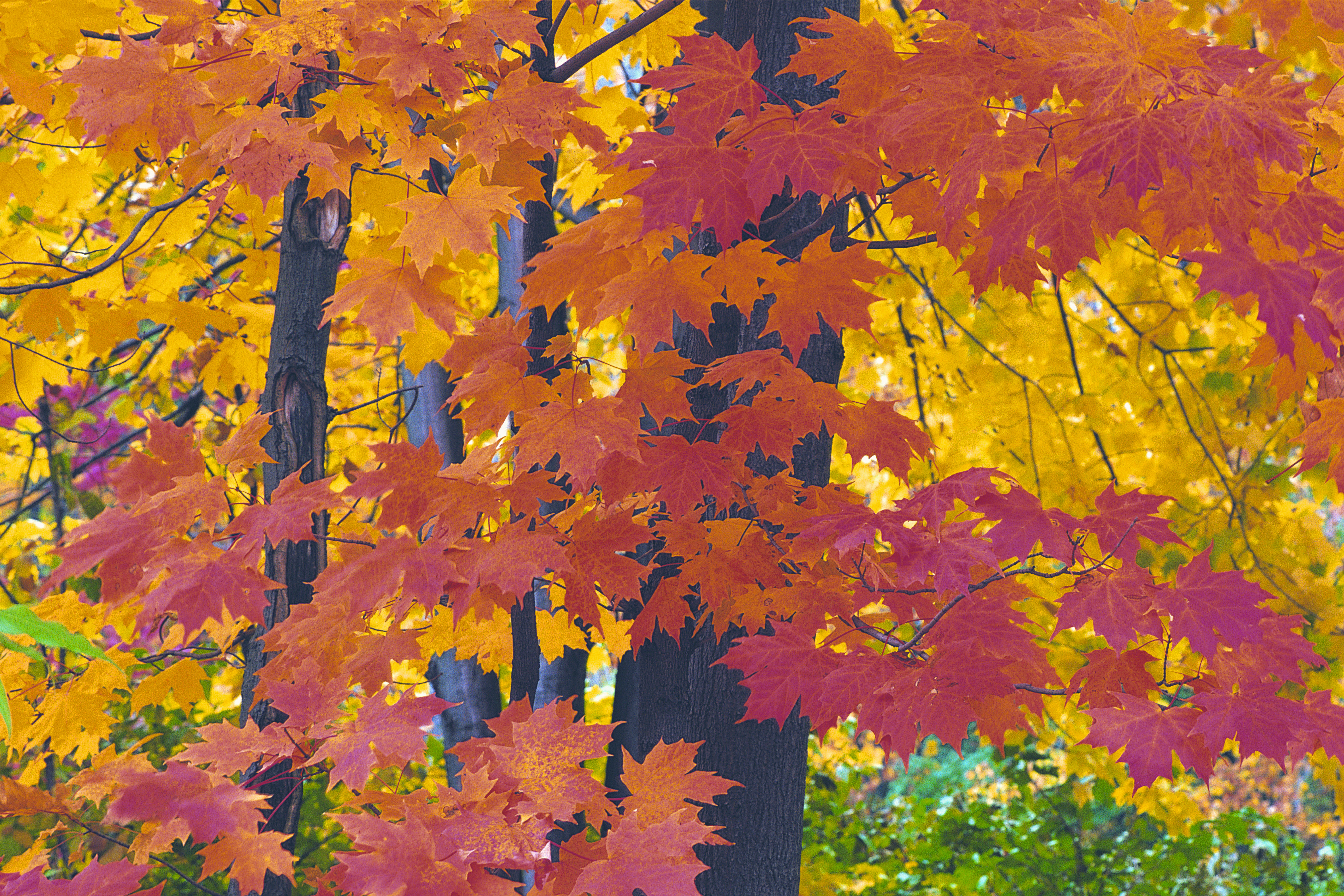 Autumn leaves, Pepper Pike, Ohio, USA