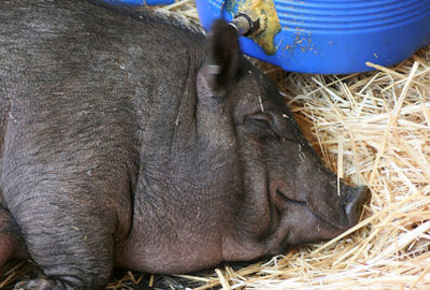 This week's quiz includes a rather raucous pig