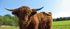 Highland cattle can be found in the Scottish Highlands