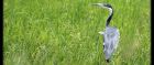Black Headed Heron in a Somali rice field