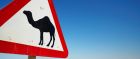 Camel warning sign, Qatar