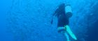 Diver in Micronesia