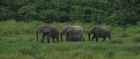Elephants in Gabon