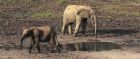 Elephants in the Dznaga Sangha reserve, CAR
