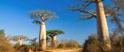 Madagascar's baobab trees