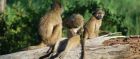 Monkeys, South Luangwa National Park