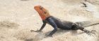 Red Headed Rock Agama Lizard near Libreville