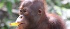 See endangered orangutans on Borneo, Malaysia