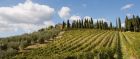 Tuscan vineyard