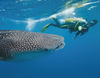 Dive with graceful whale sharks